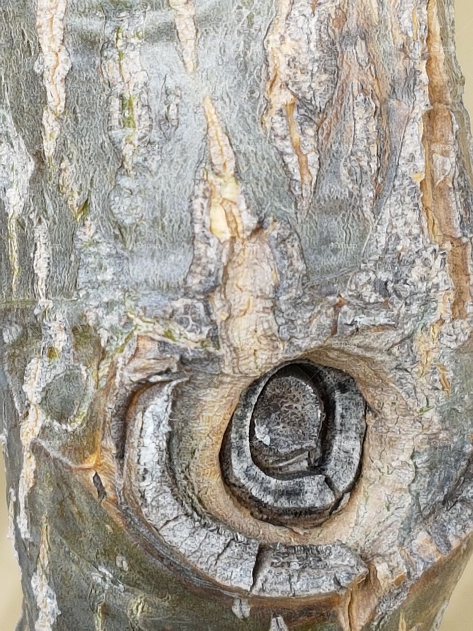 Textured of tree bark