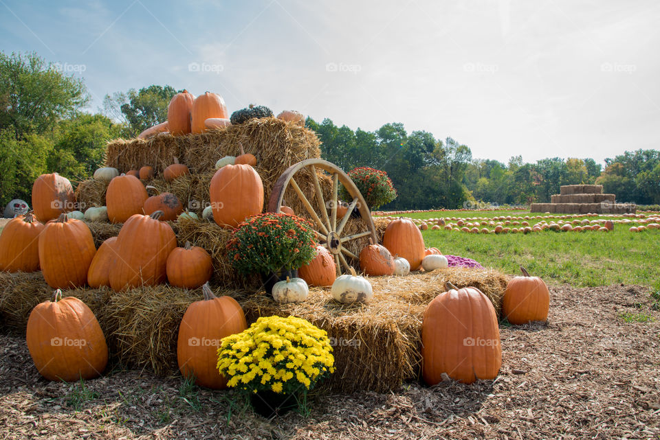 Pumpkins on the Farm in Minnesota