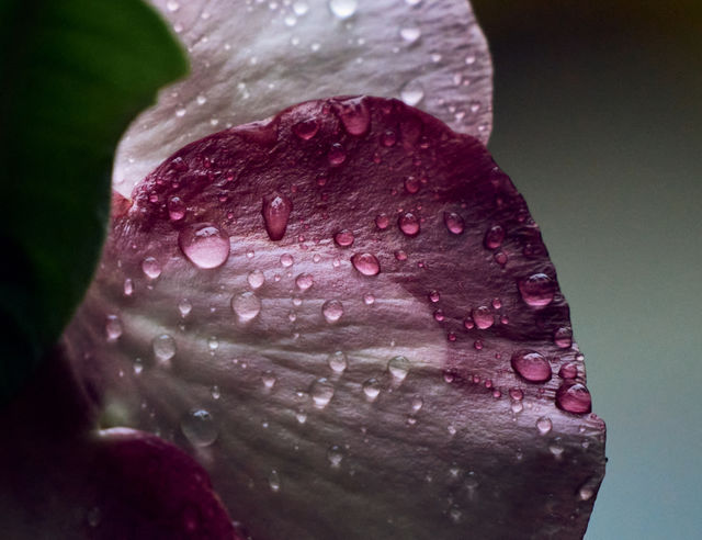 Allamanda flower petal  - closeup