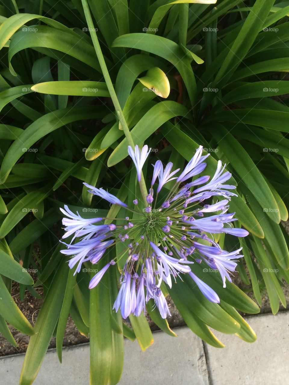 Agapanthus