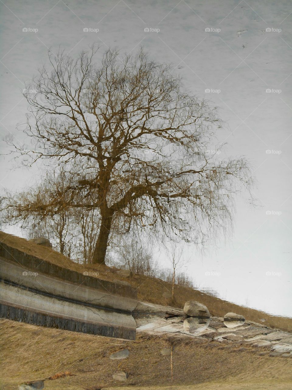 tree reflection in water