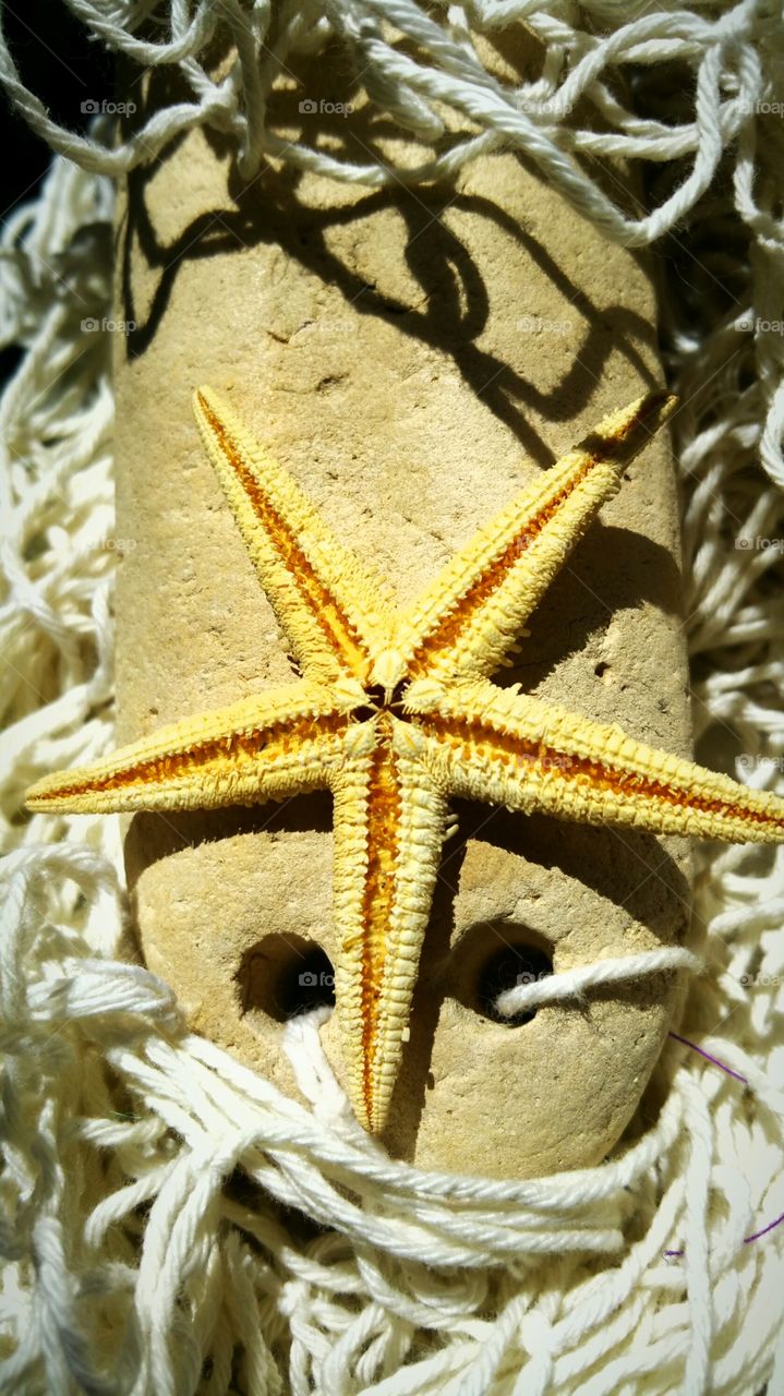 Starfish and  Old Float