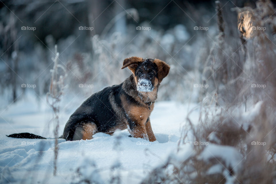 Red cute german shepard 3-th months puppy portrait at snow at the winter