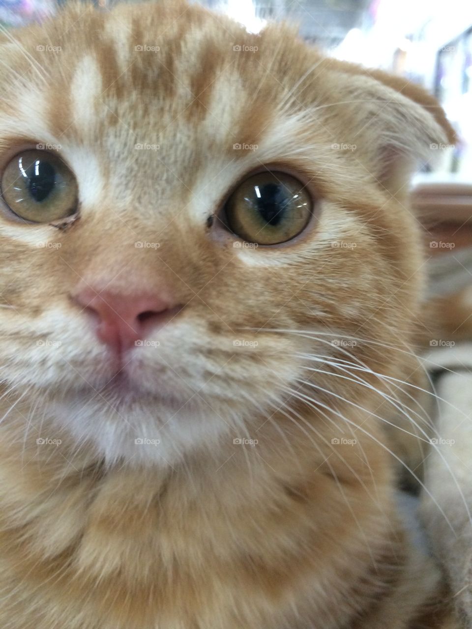 Scottish fold cat is looking into the camera. 