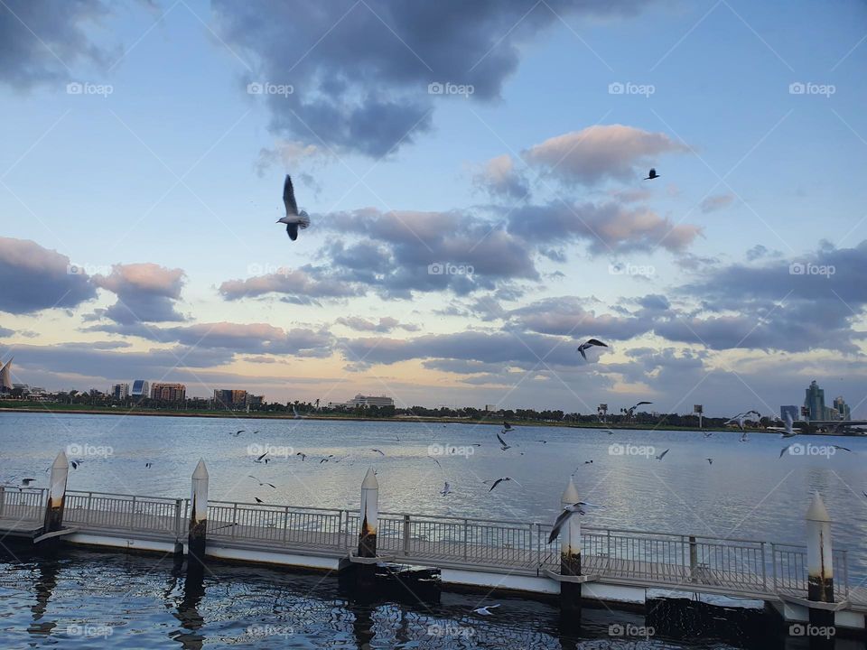 birds flying in a cloudy day