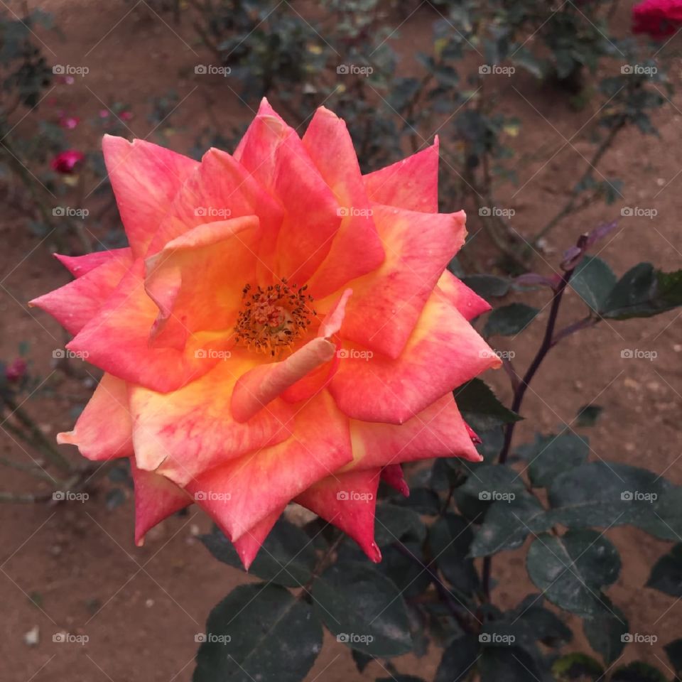 orande and yellow mixed rose flower