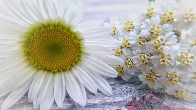 #bestcloseup close up of tiny wild flowers I took while hiking to a waterfall in Ohio