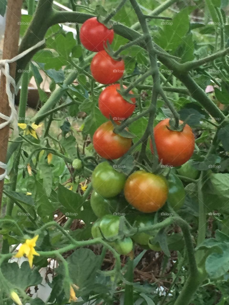 Ombré tomatoes 