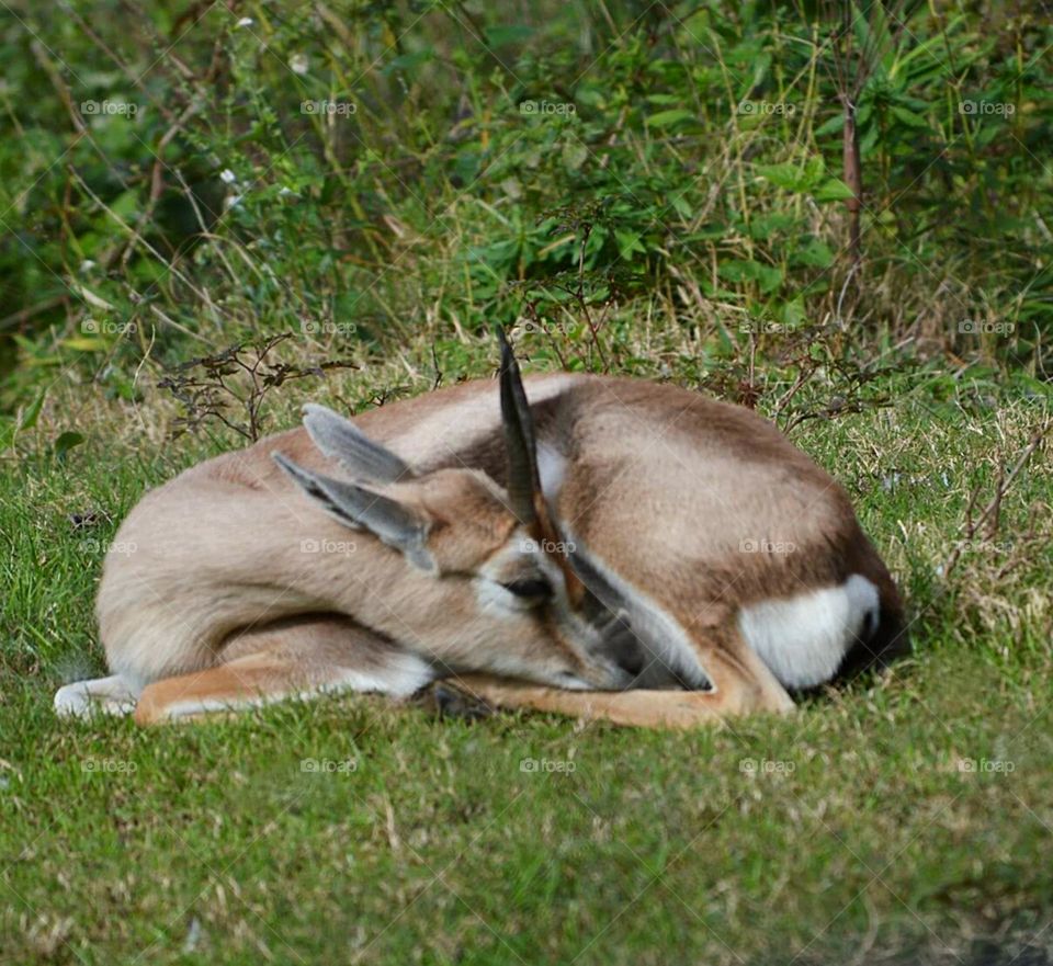 speke's gazelle