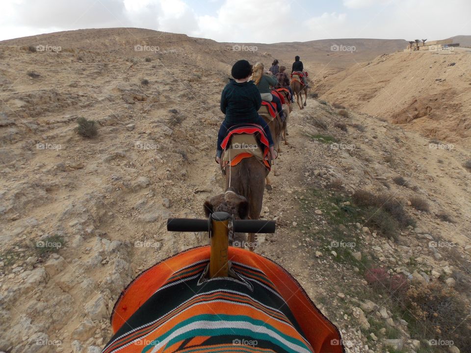 Rear view of camel riding