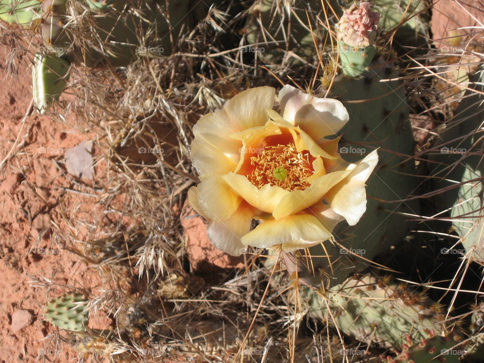 Blooming cactus . Moab, ut