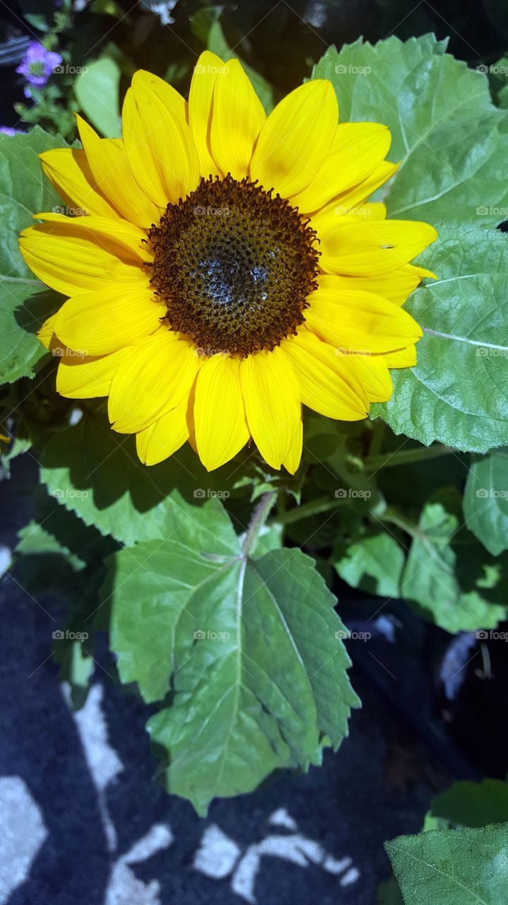 sunflower