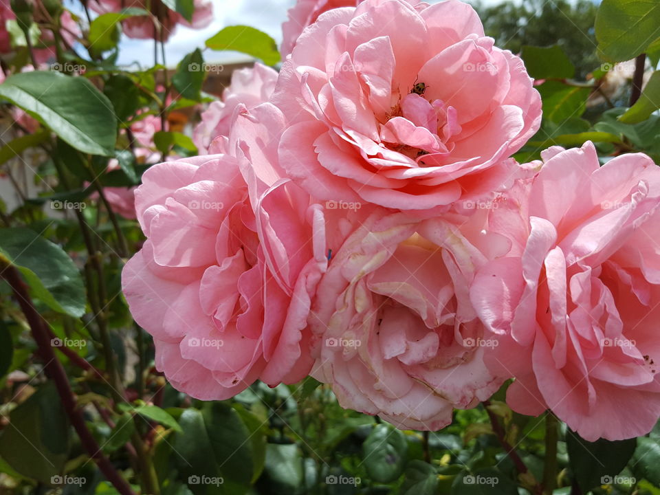 pink roses