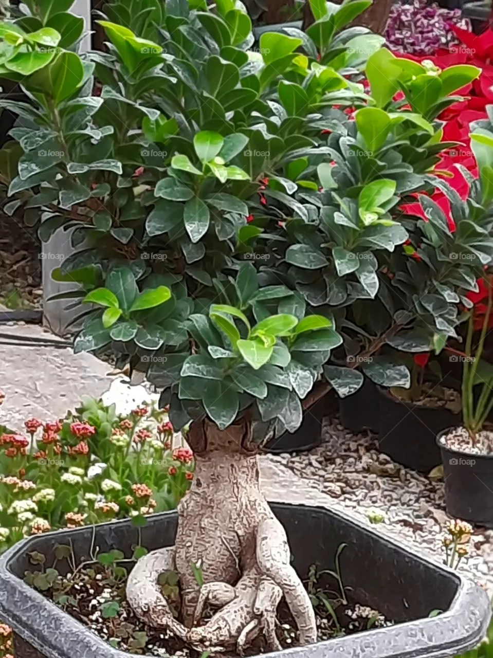 tree