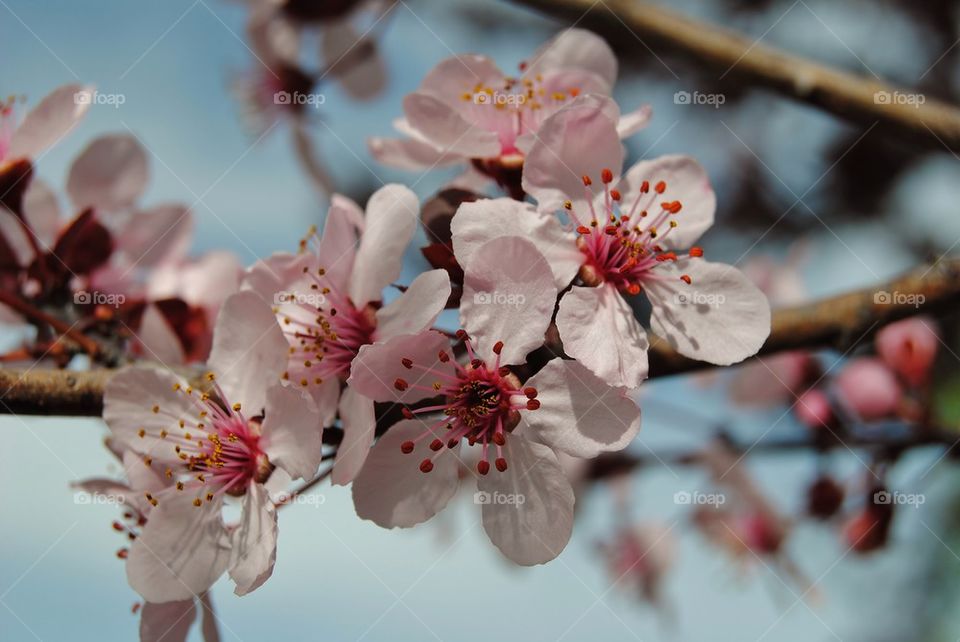 Tree blossoms