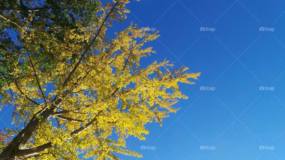 Yellow blooms in the spring sky