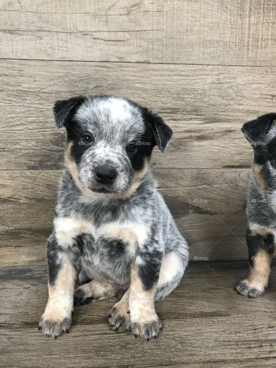 Heeler puppy - Brazil