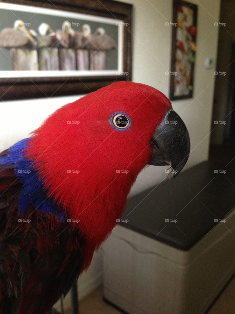 Parrot Sadie