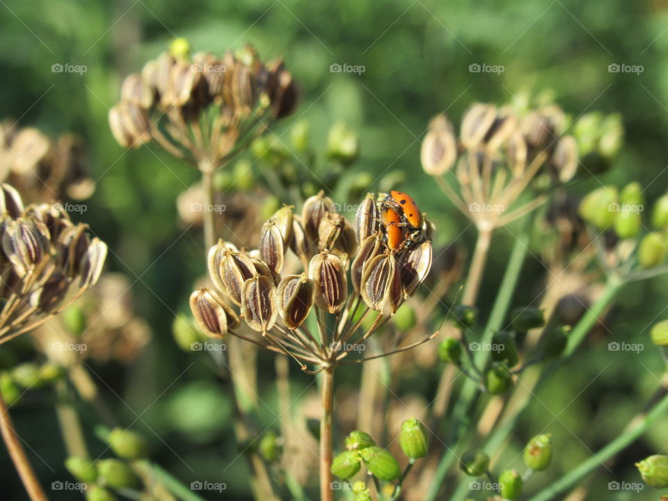 dill is ripe and your favorite insects are ripe