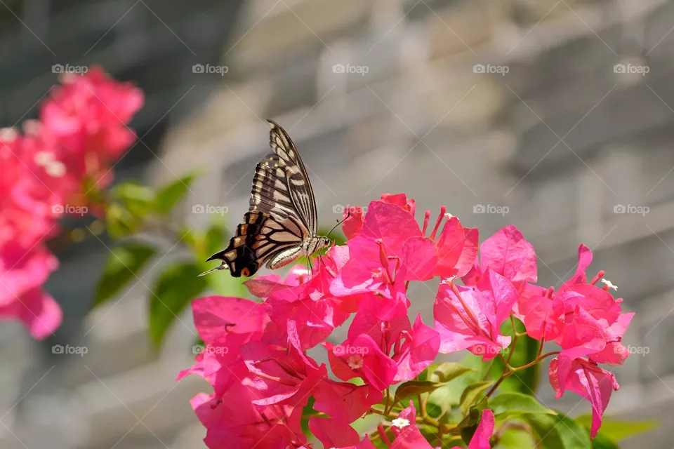 yellow butterfly
