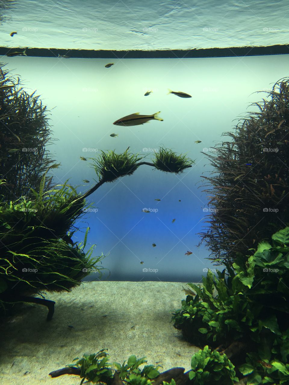 Nature aquarium