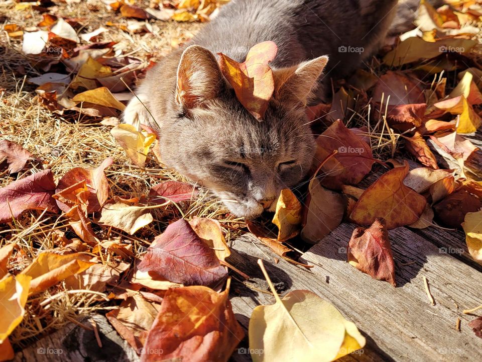 grey cat sleeping in the autumn leaves outside in the sun