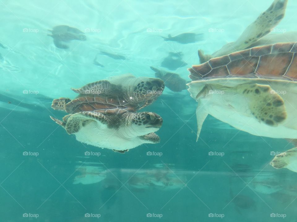 Underwater, Swimming, No Person, Turtle, Water