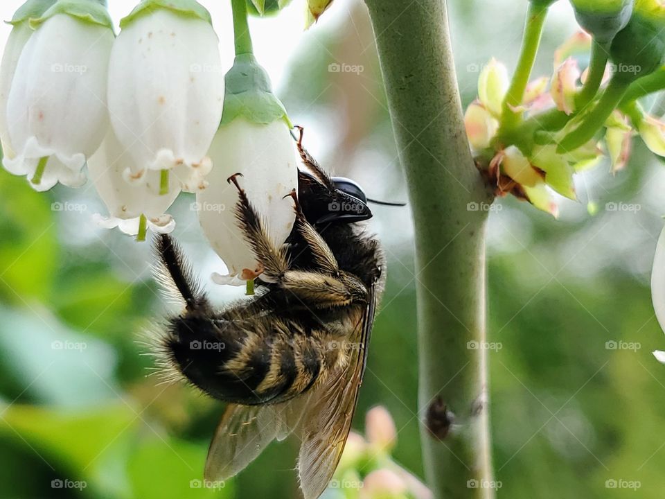 A black and bronze stripe bumble bee pollinating a white blueberry flower.