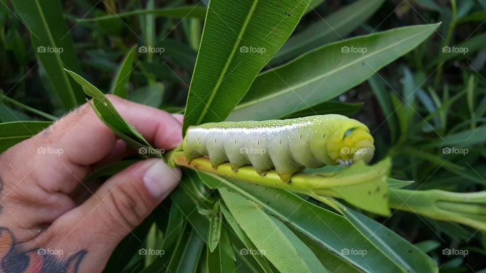 biggest catarpillor i ever seen