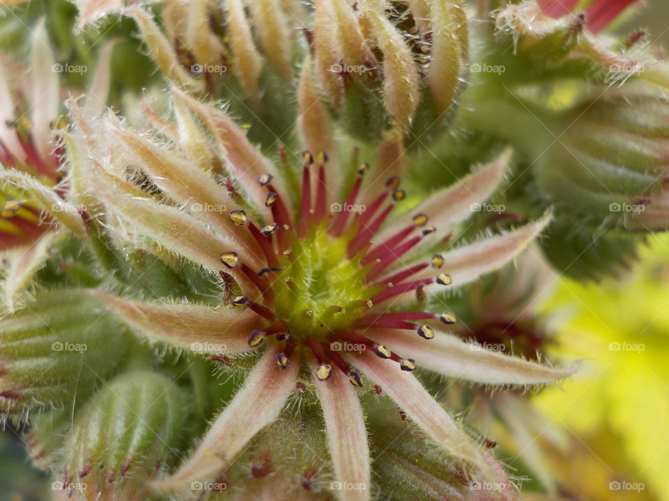 Exotic flowers 