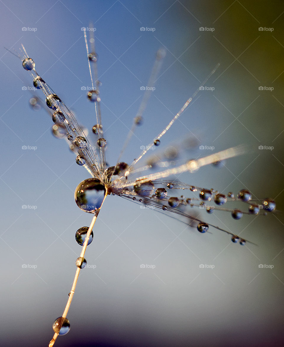 Dandelion seeds with water drops