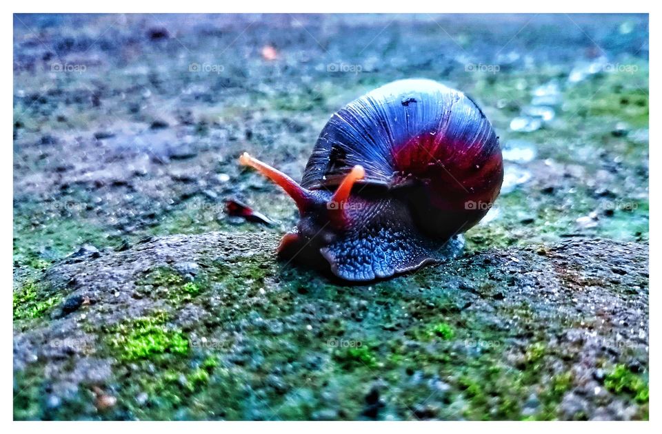 snail