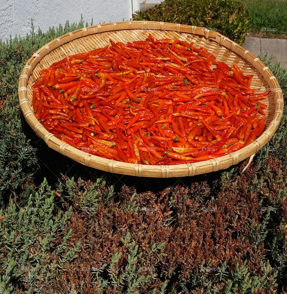 red sun dried chillies in a whisker basket sitting on a bush