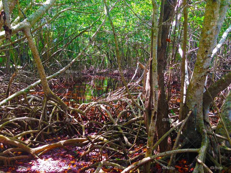 Mangrove forest