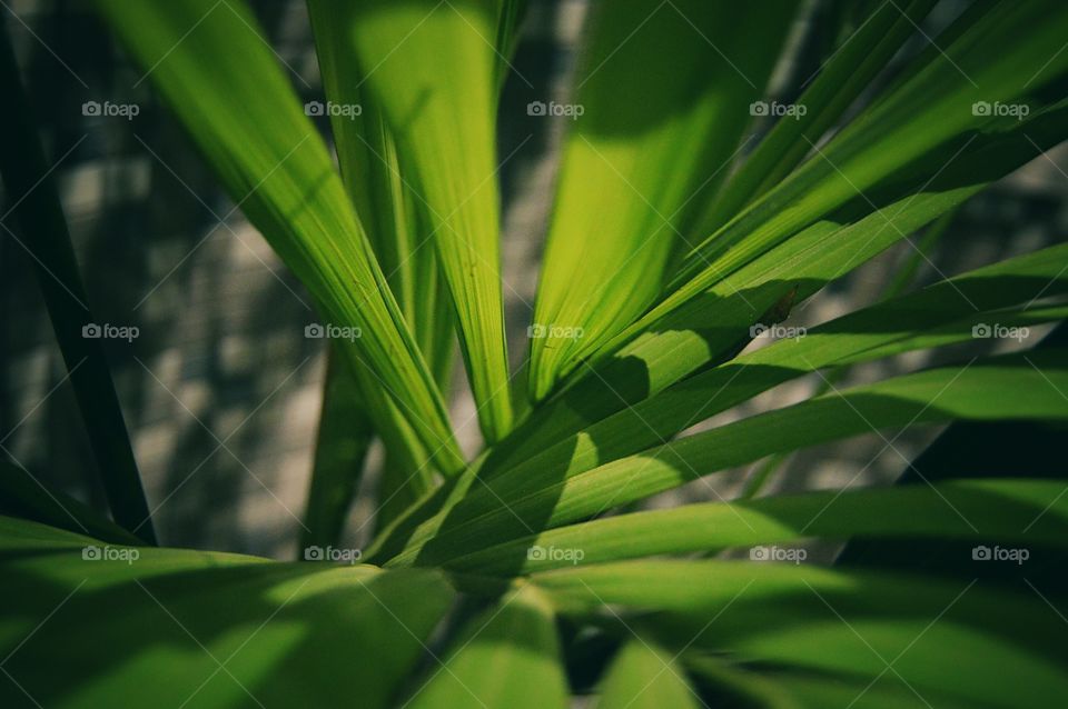 Leaf, No Person, Flora, Growth, Nature