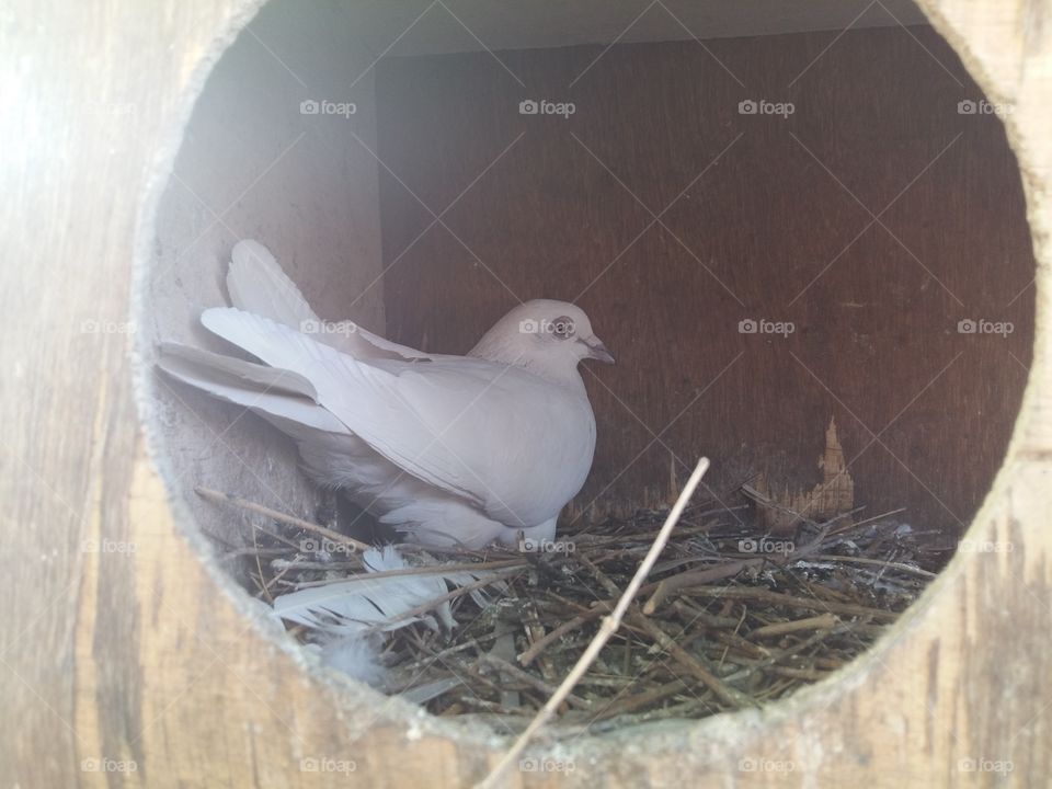Bird, No Person, Nest, Dame, Nature