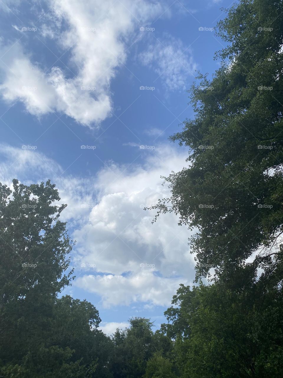 Between the trees beautiful clouds 