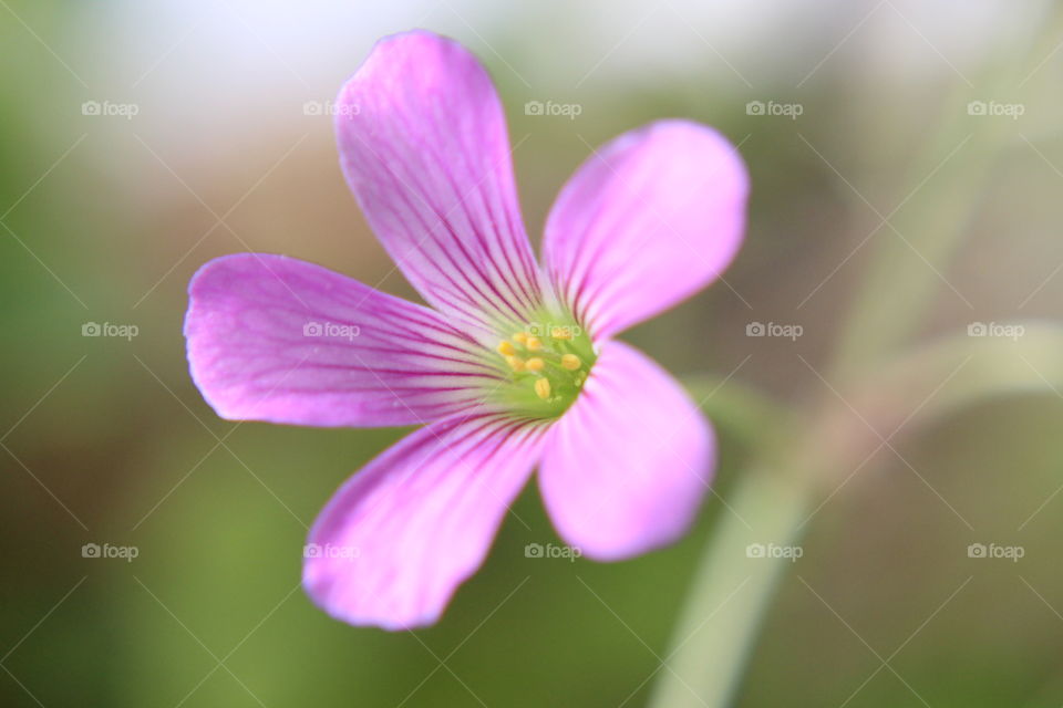 Purple clover