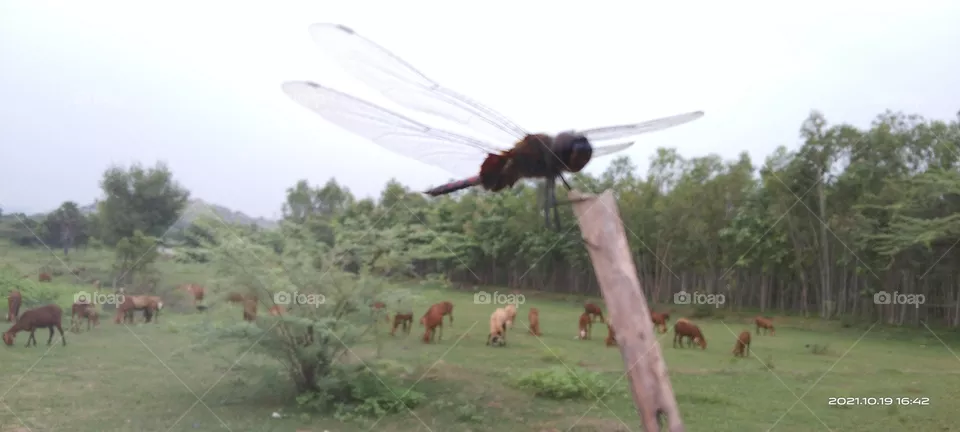 fly