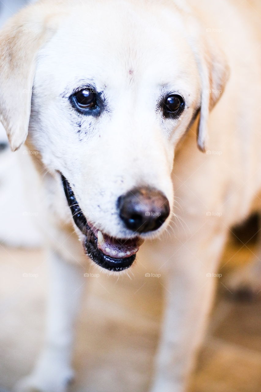 Mature white lab smiling and posing for camera 