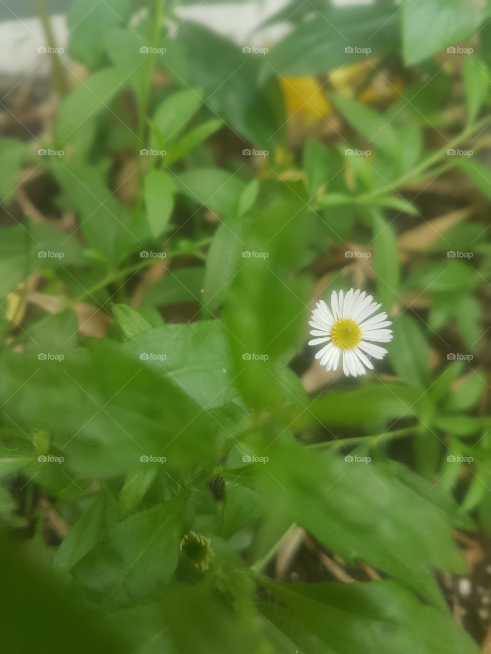 a simple flower makes the difference in the green of its leaves. Maravillosa flor en el Mall de la Capital de Santiago de Chile.