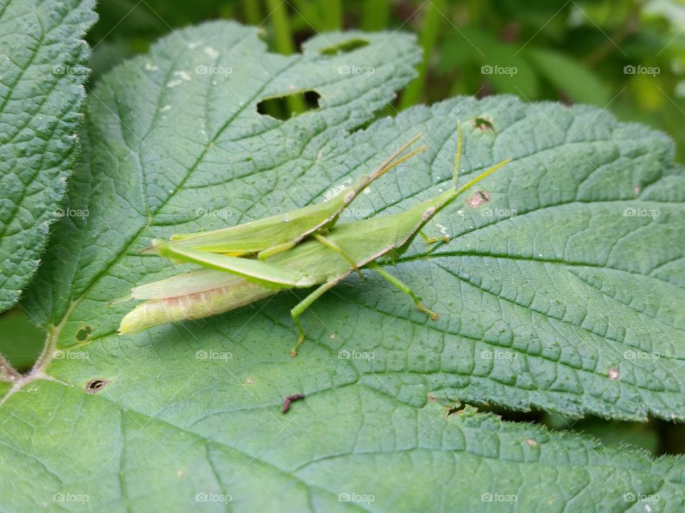 Grasshopper