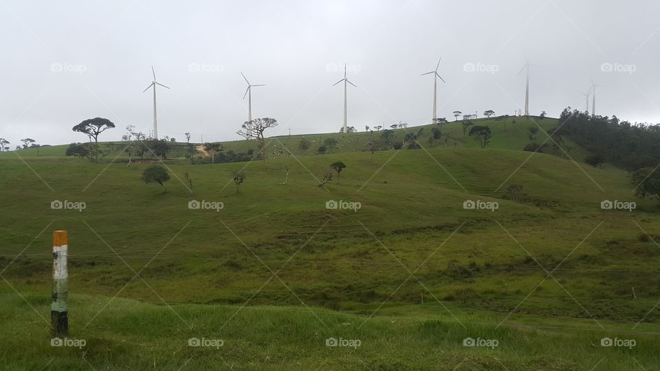 Wind turbines and cattles eating grass on the hill
