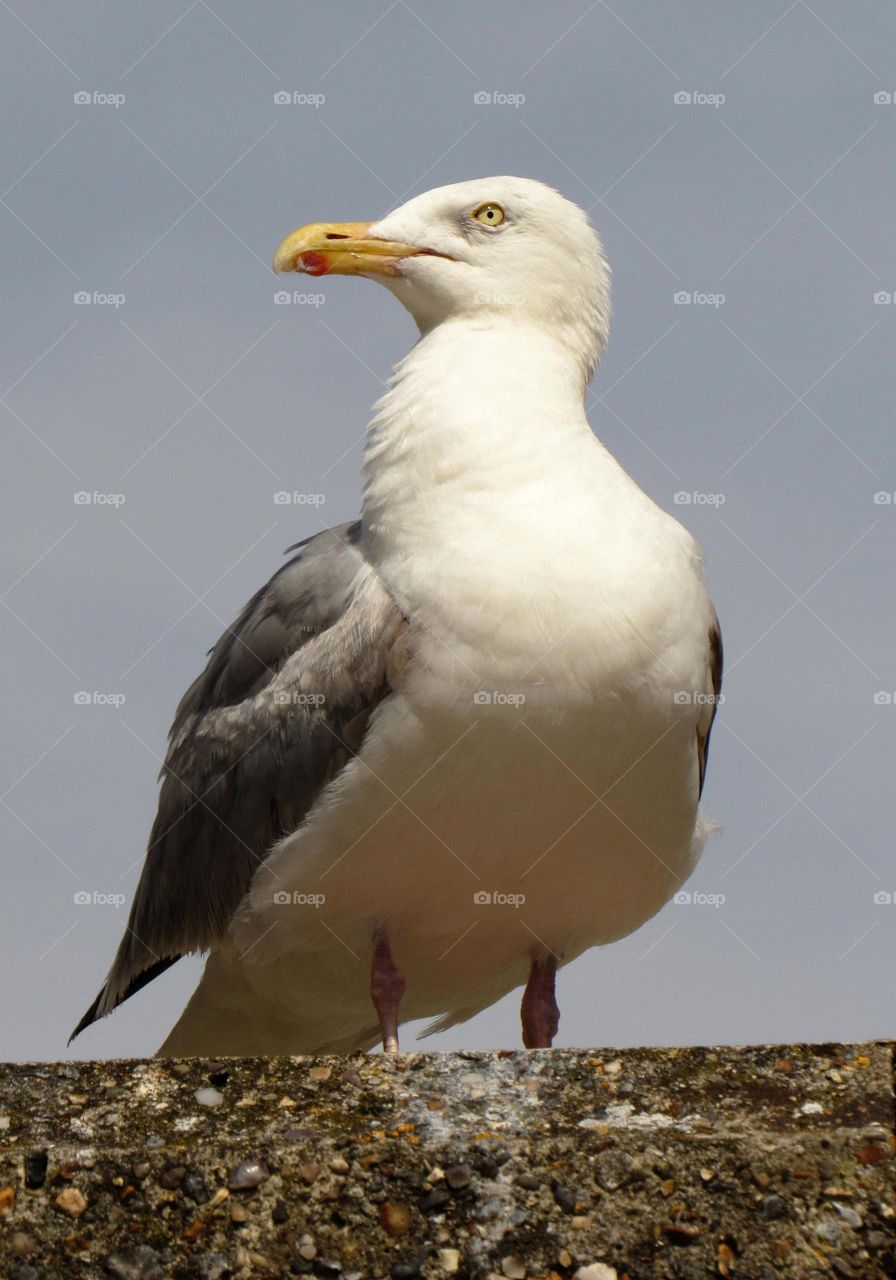 seagull