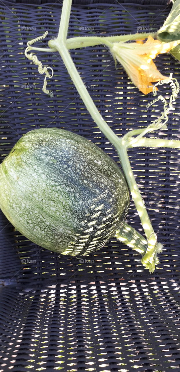 pumpkin in the sun and shade