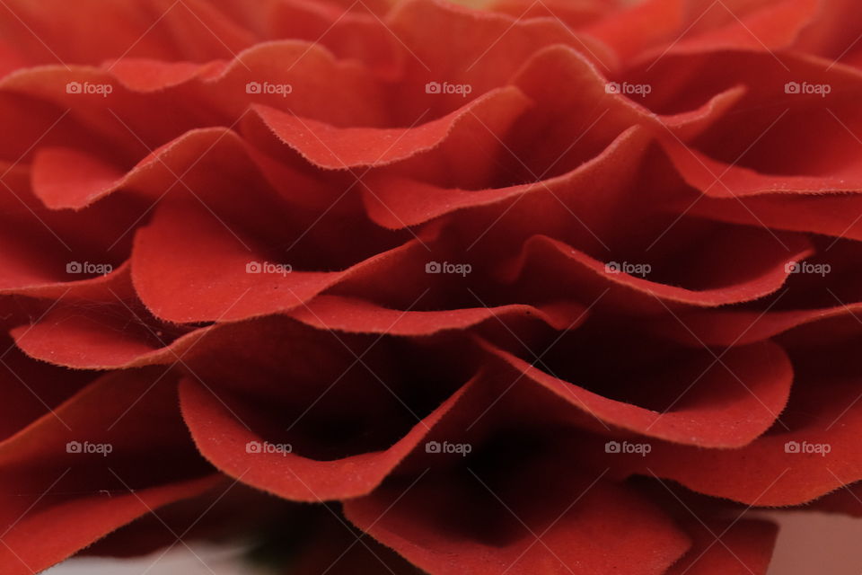 These red petals 