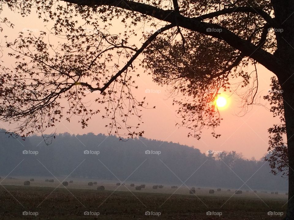 Tree, Landscape, Sun, Dawn, Sunset