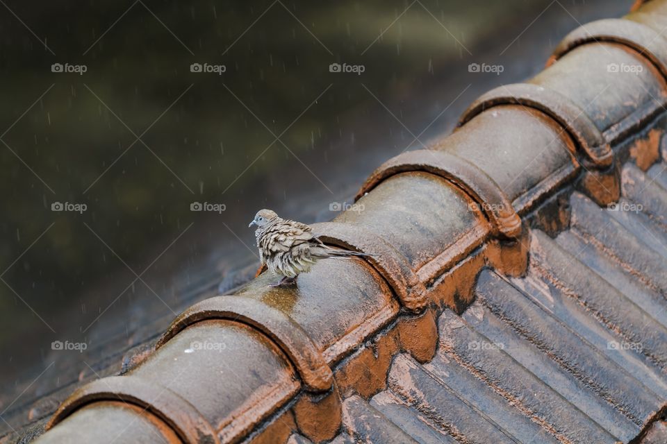 Wet Pigeon playing the rain on the old roof on a rainy day.