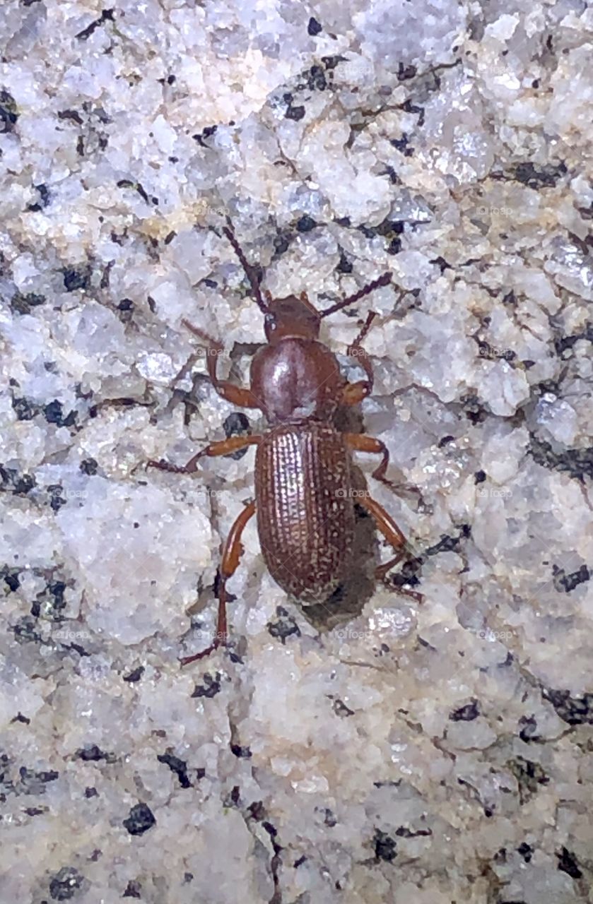 Small brown darkling beetle