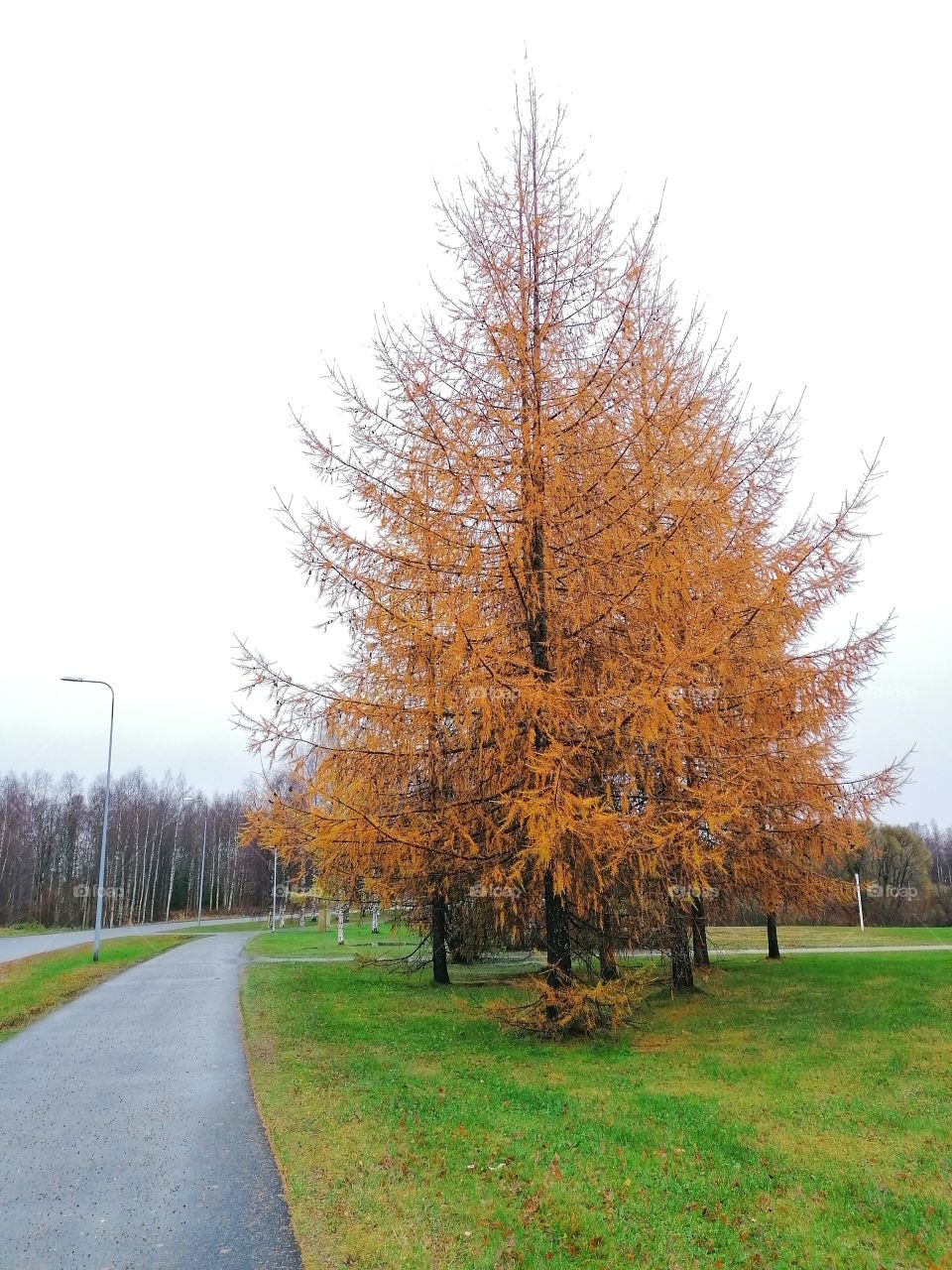 Larch in a wonderful orange autumn.